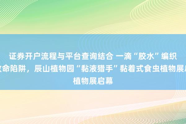 证券开户流程与平台查询结合 一滴“胶水”编织出致命陷阱，辰山植物园“黏液猎手”黏着式食虫植物展启幕